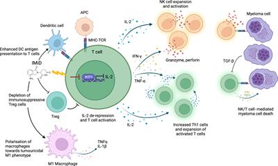 Tumor and microenvironmental mechanisms of resistance to immunomodulatory drugs in multiple myeloma